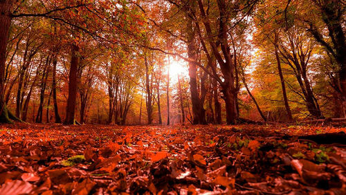 Trees in forest during autumn