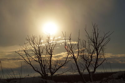 Bare tree on field against sky at sunset