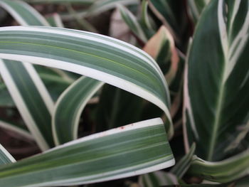 High angle view of succulent plant