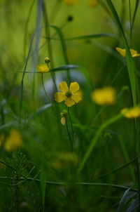 Close-up of yellow flowering plant