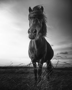 Icelandic horse  standing on field