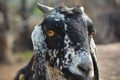 Close-up portrait of a horse