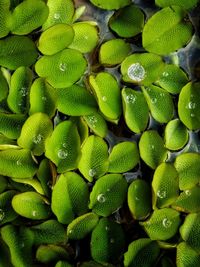 Full frame shot of green fruits