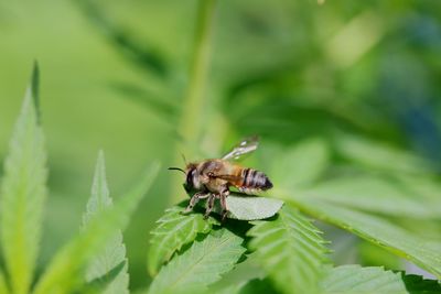 Close-up of insect on leaf