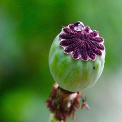 Close-up of purple flowering plant