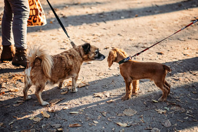 Autumn walks with dog. cute cocker spaniel puppy and other dog meeting in autumn park