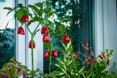 Red berries growing on plant