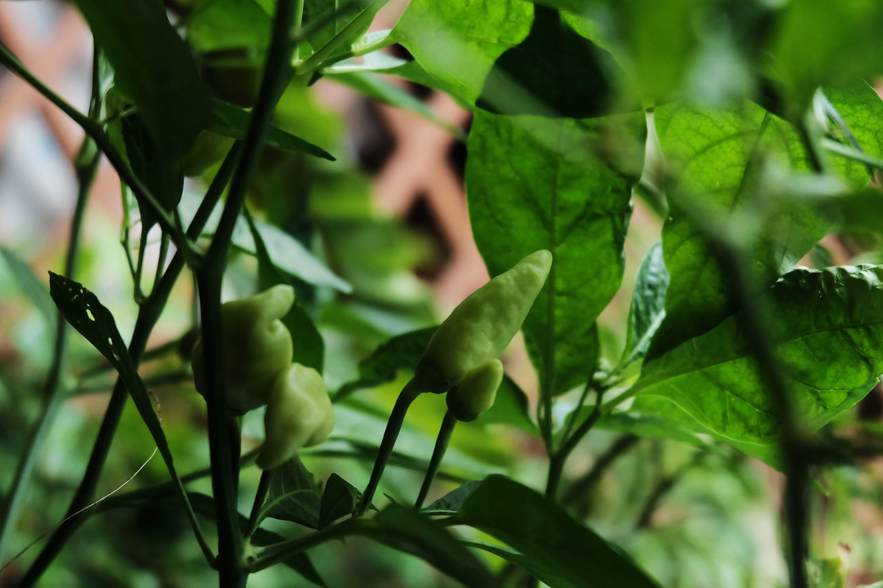 CLOSE-UP OF FRESH GREEN LEAVES ON BRANCH