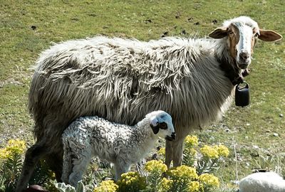 Sheep on field