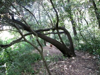 Low angle view of trees in forest
