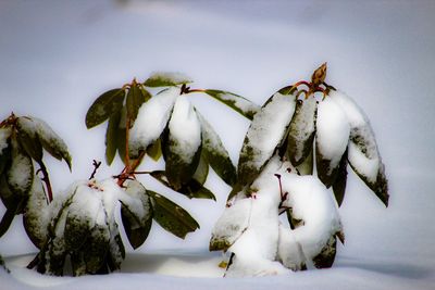 Close-up of flower in winter