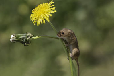 Close-up of honey bee on flower