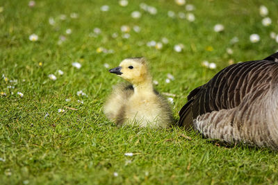View of a bird on field