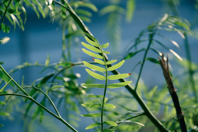 Close-up of fresh green plant