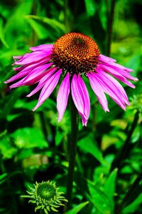 Close-up of purple coneflower