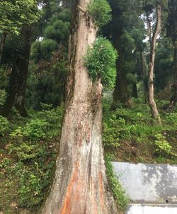 Trees growing in forest