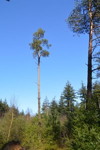 Low angle view of trees against sky