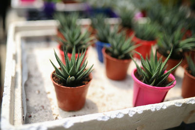 Close-up of potted plant