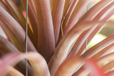 Full frame shot of flowering plant