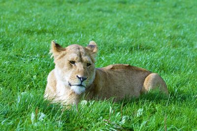 Portrait of lion relaxing on grass