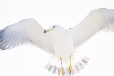 Close-up of seagull flying