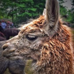 Close-up of an animal