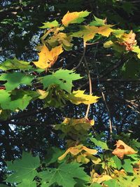 Leaves on leaves