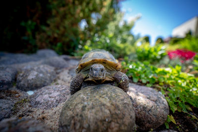 Close-up of turtle on rock