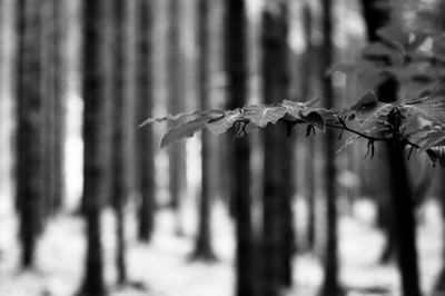 Close-up of frozen plant in forest