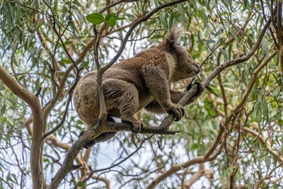 Low angle view of koala sleeping on gum tree