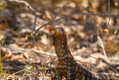 Close-up of an animal on land