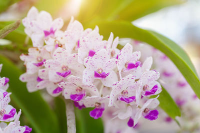 Close-up of pink flowering plant