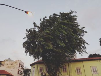 Low angle view of tree in city