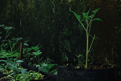 Close-up of potted plant on field