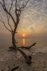 Driftwood on beach against sky during sunset