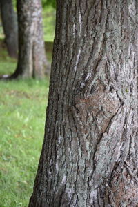 Close-up of tree trunk