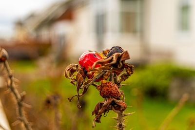 Close-up of wilted plant