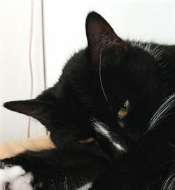 Close-up of cat