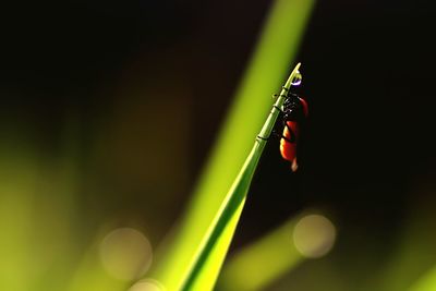 Close-up of ladybug on plant