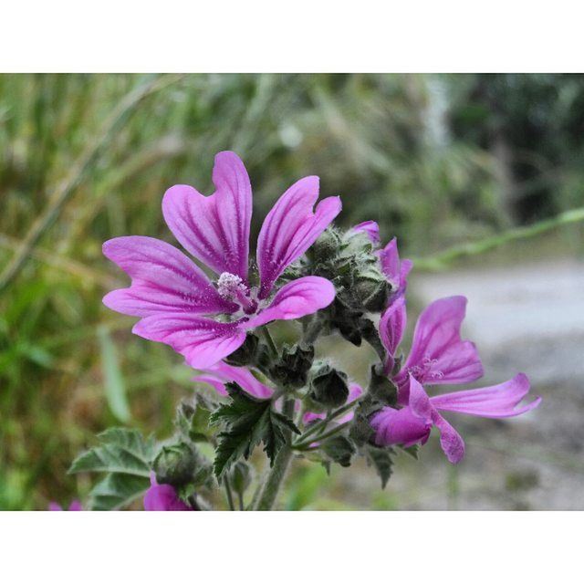 flower, transfer print, freshness, petal, fragility, growth, auto post production filter, flower head, beauty in nature, focus on foreground, purple, close-up, blooming, nature, plant, pink color, in bloom, blossom, day, outdoors