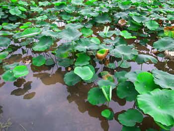 Close-up of plants growing in lake