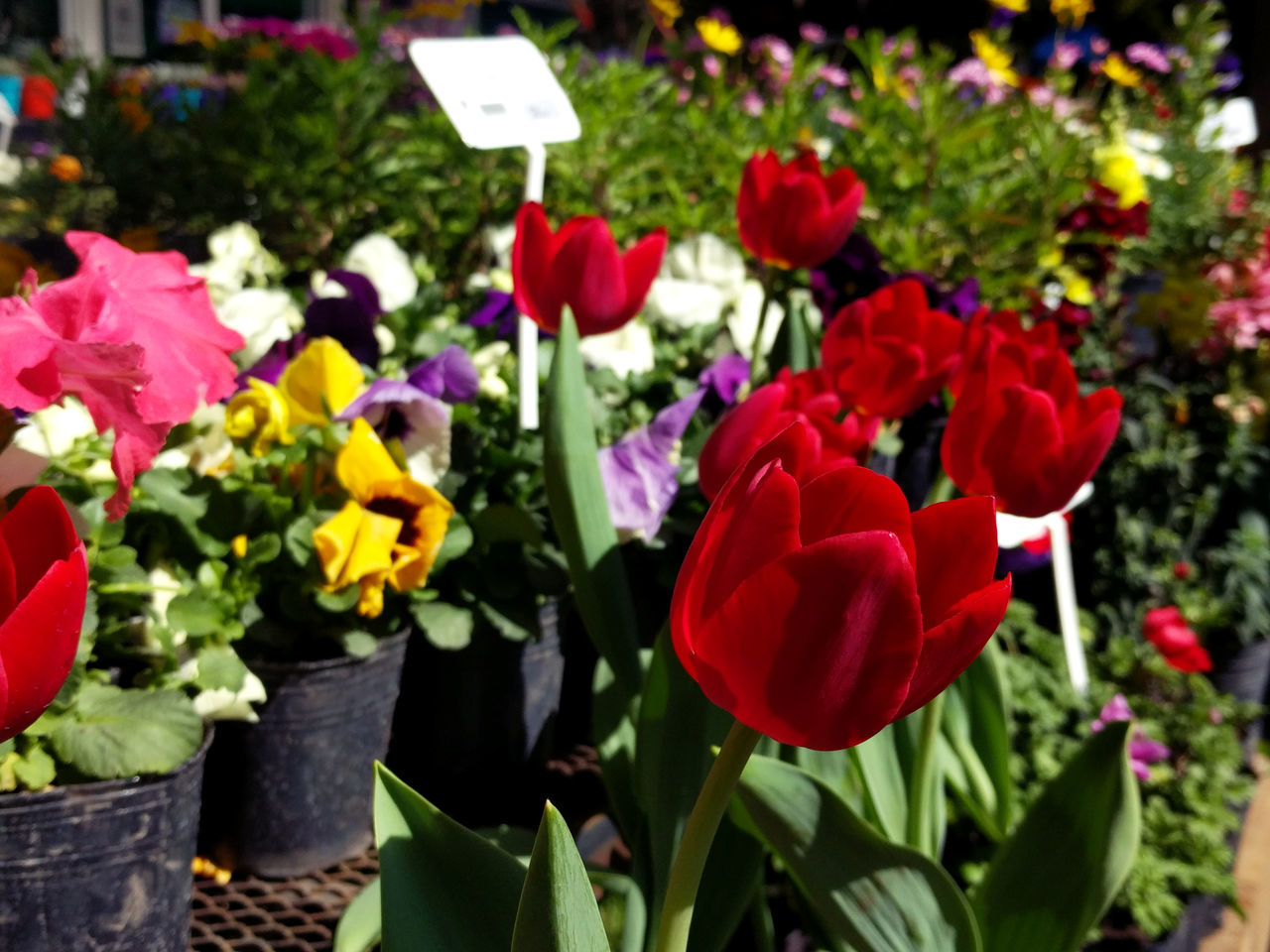 CLOSE-UP OF RED TULIPS IN GARDEN