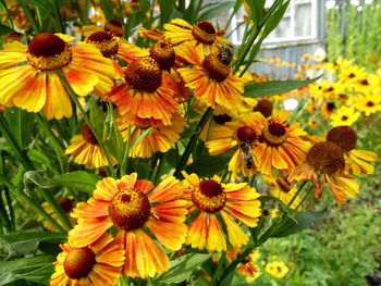 Close-up of yellow daisy flowers