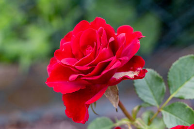 Close-up of red rose blooming outdoors