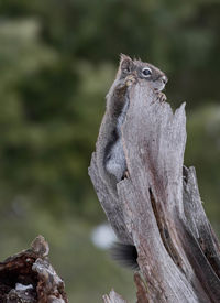 Close-up of squirrel on tree trunk