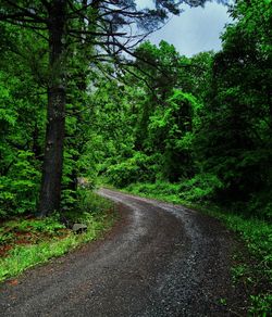 Road passing through forest