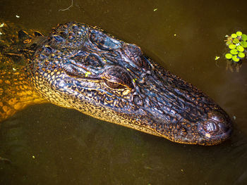 Close-up of turtle swimming in lake