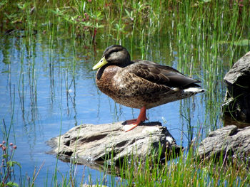 Duck on lake