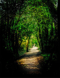 Trees in forest