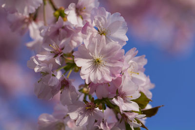 Close-up of white flowers blooming on tree